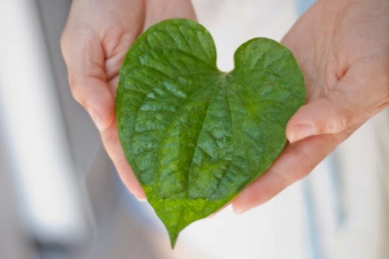 Tác dụng không ngờ từ lá trầu không