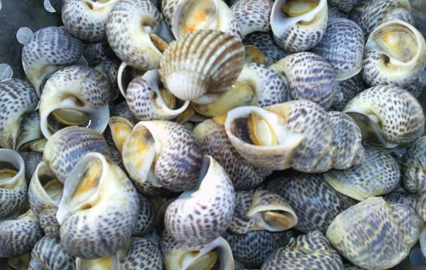 Mẹo chọn mua ốc Mẹo chọn mua ốc